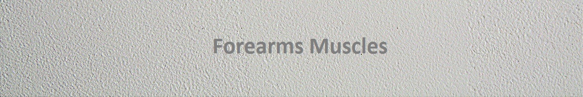 Forearms Muscles